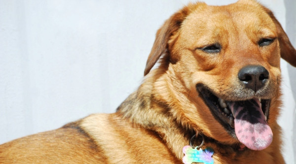 Why Do Some Dogs Have Black Spots on Their Tongue? Canidae