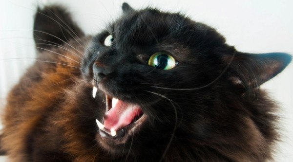 What Causes Sudden Aggression in Cats? Canidae