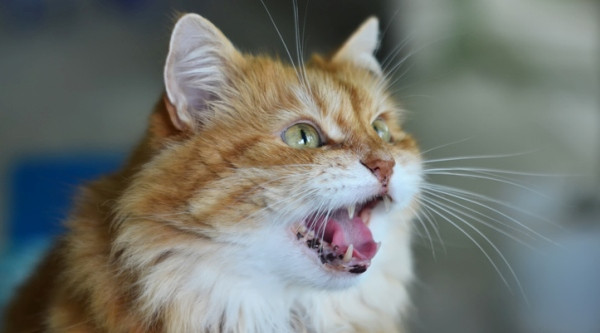 8 Reasons for a Cat's Excessive Meowing Canidae