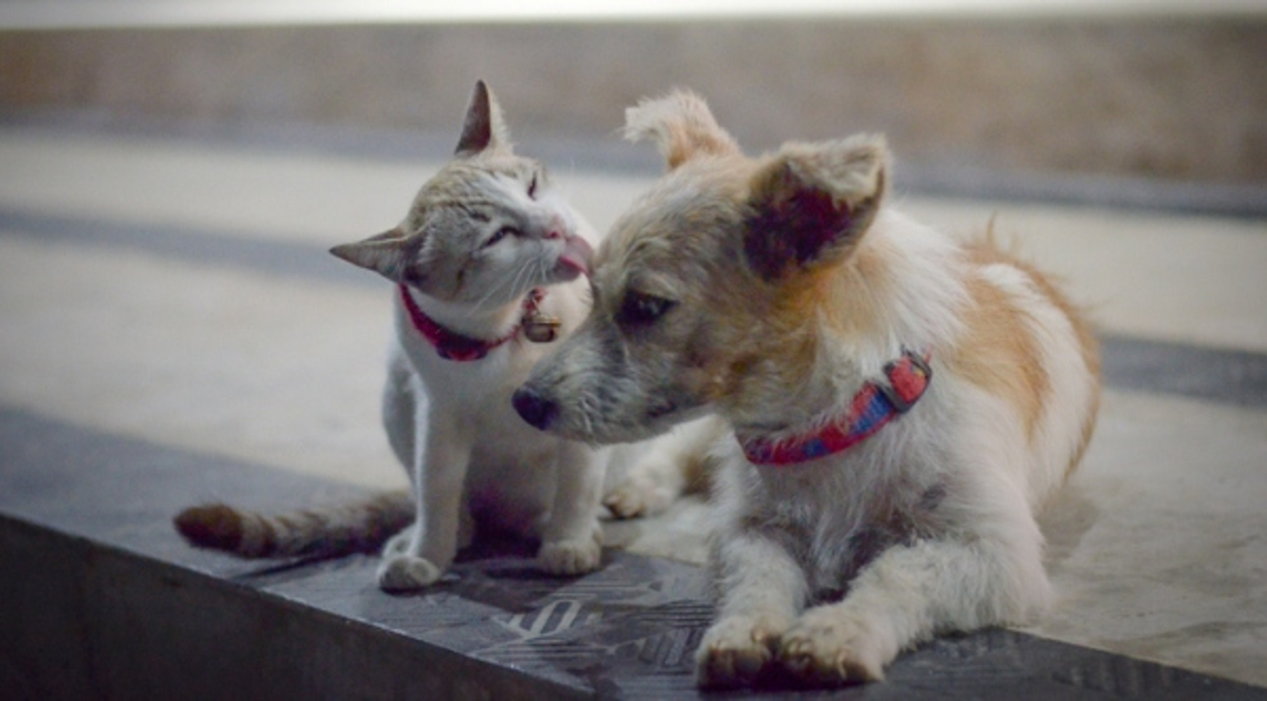 How the 5 Senses Differ Between Dogs and Cats Canidae