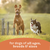Canidae All Life Stages Wet Dog Food Multipack, Multi-Protein with Chicken, Lamb & Fish, 13 oz., Case of 6