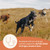 All Life Stages High Protein Dry Dog Food, Salmon & Ancient Grains Recipe