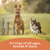 All Life Stages Wet Dog Food, Chicken and Rice, 13 oz.