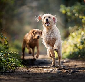 Healthy dog, healthy life