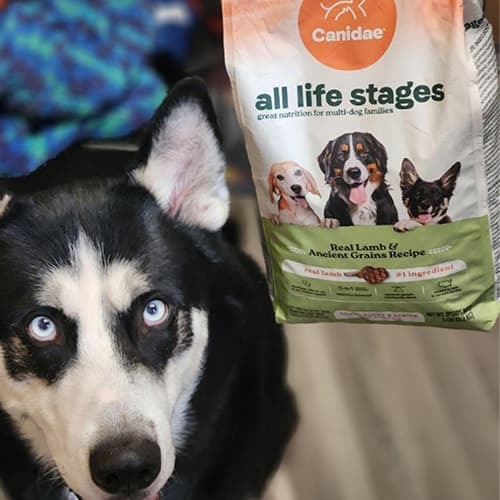 Great natural dog food