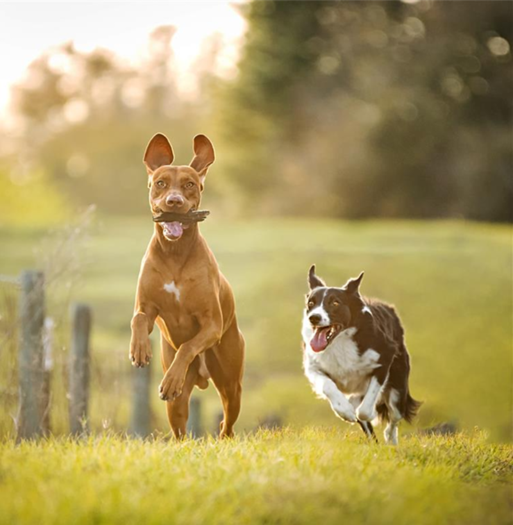 Active dogs running in a field
