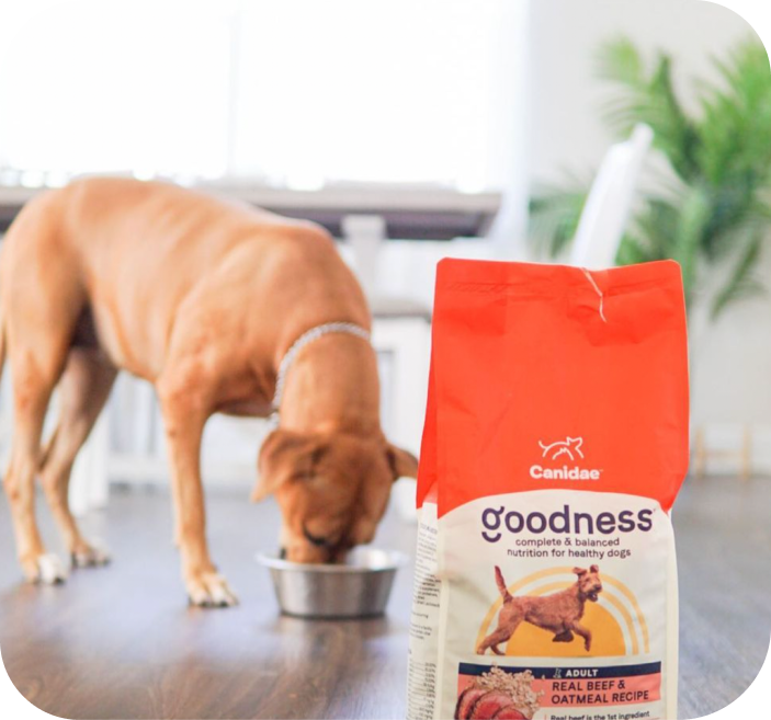 How To Transition Dog Food To Canidae