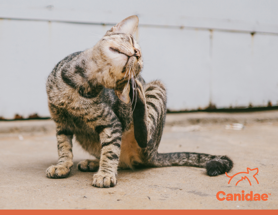 Why Does My Cat Have Dandruff? Canidae