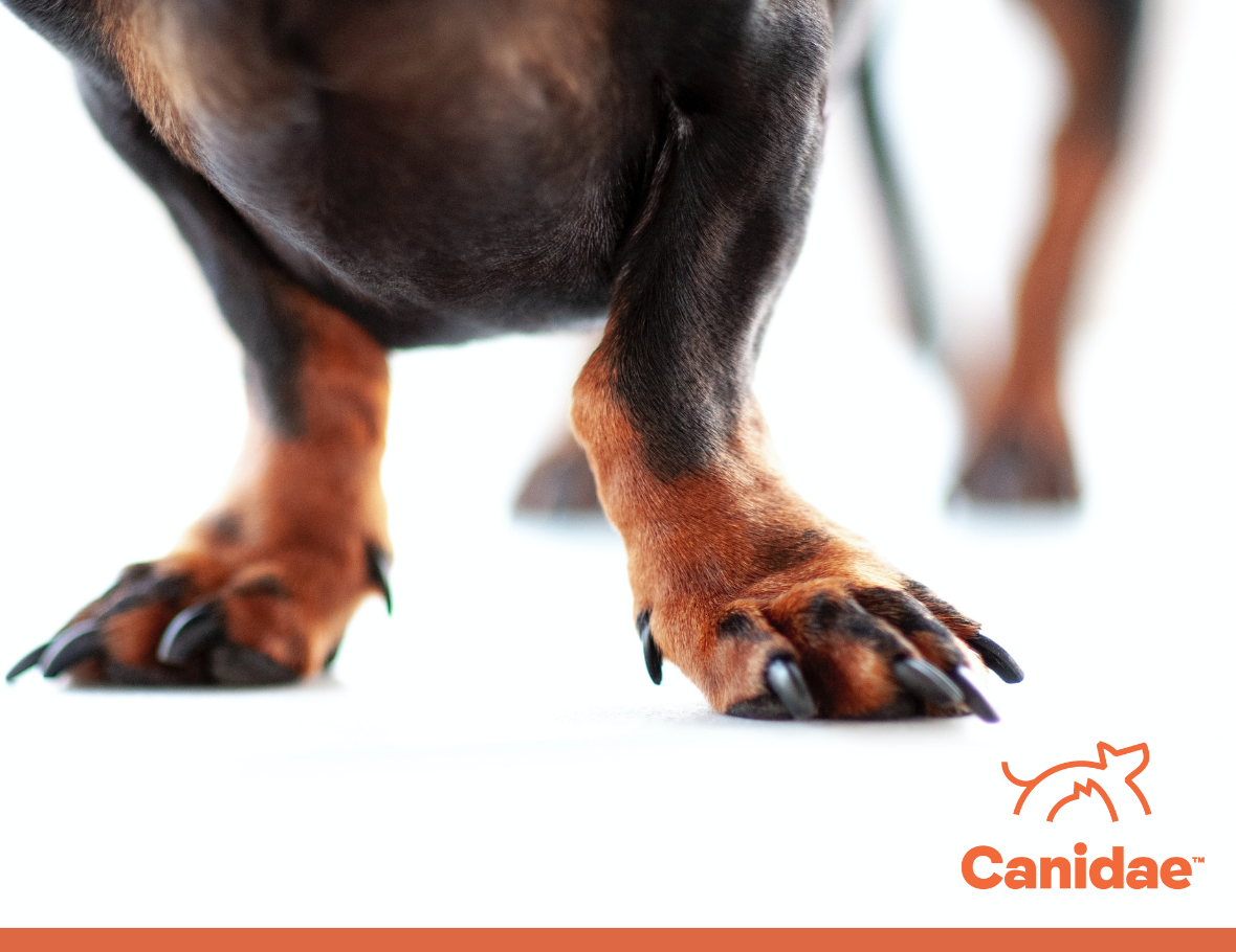 What Are Dewclaws and Why Do Dogs Have Them? Canidae