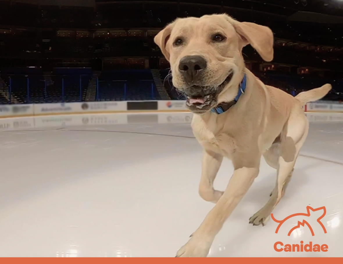 St. Louis Blues adopt puppy; you can help name him