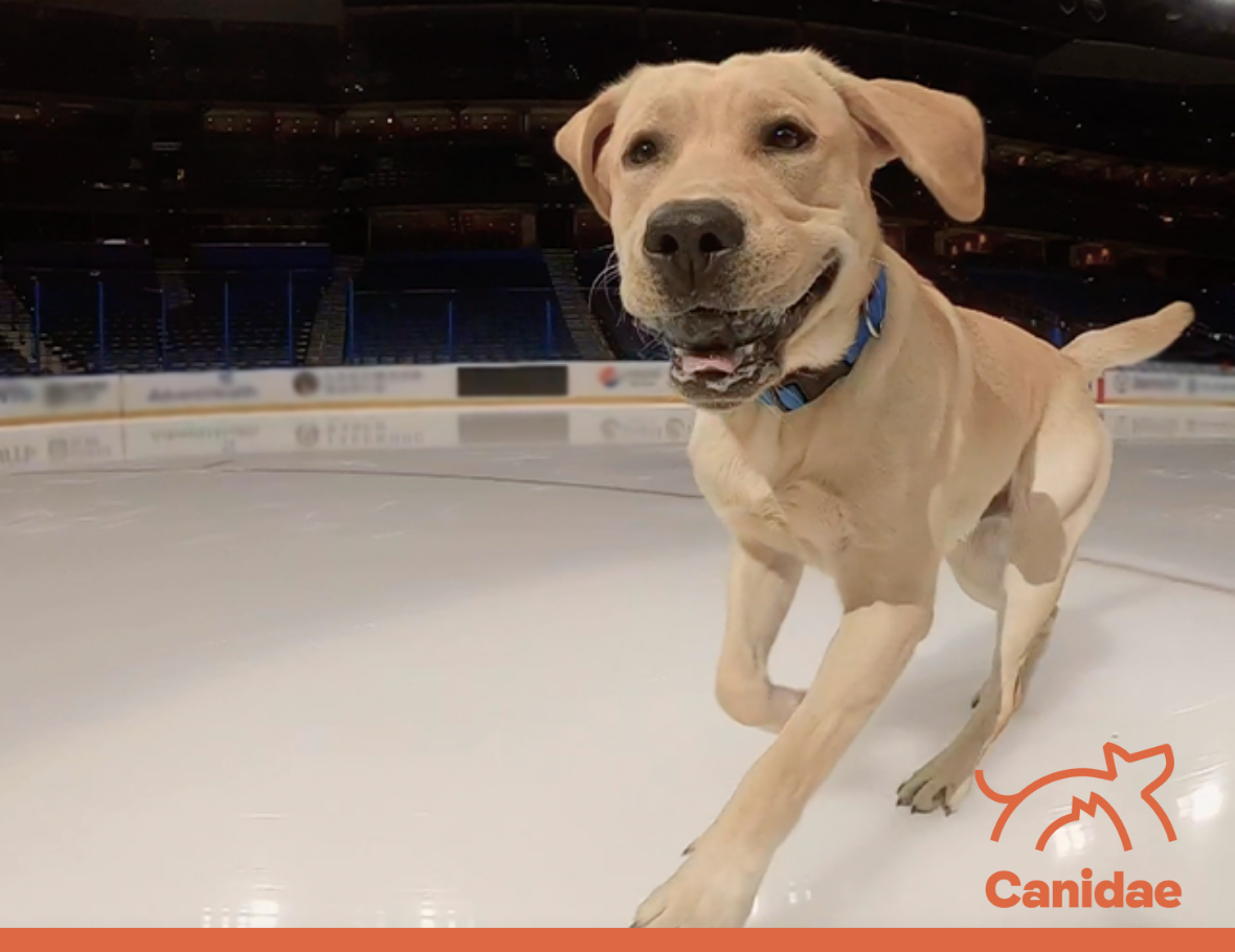 Meet the Dogs: Canidae Proudly Partners with the NHL's Good Boys and Girls  - Canidae