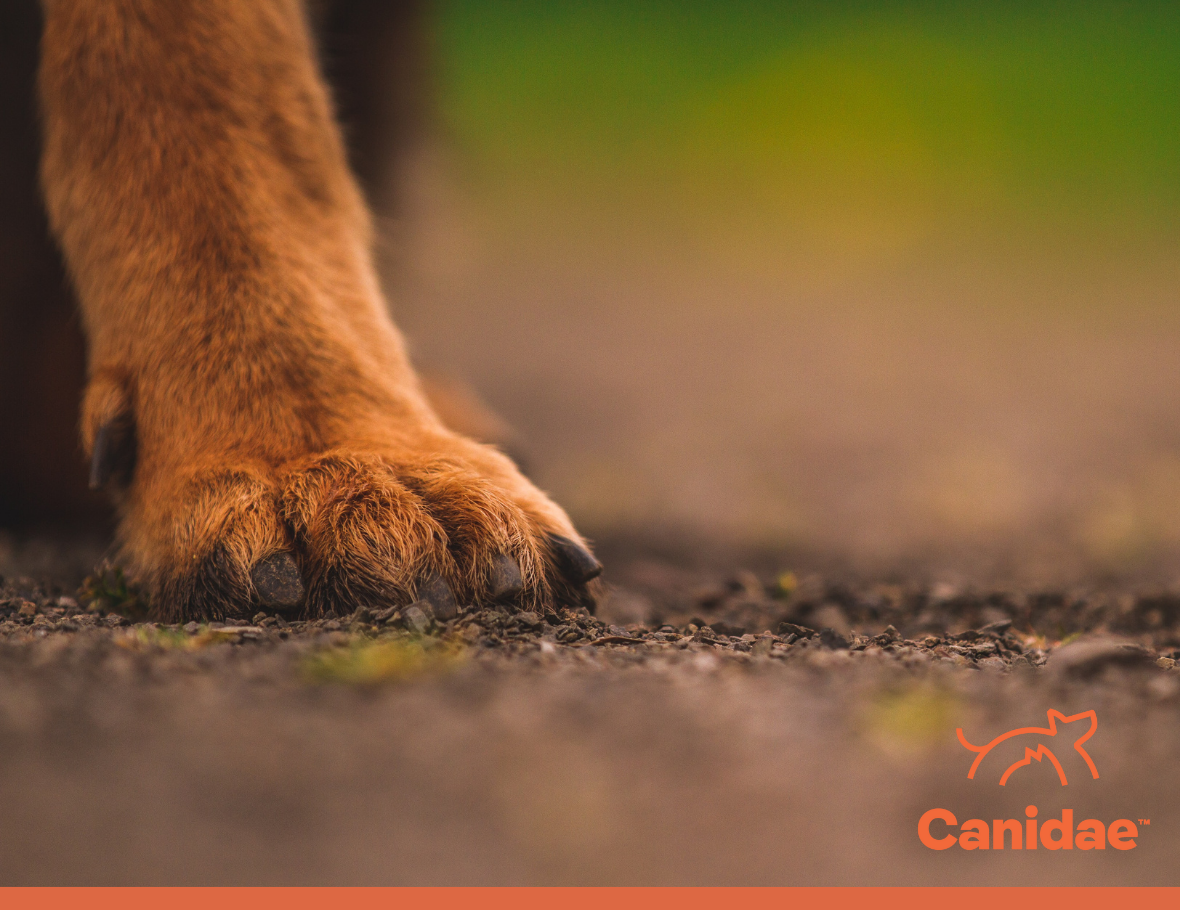 Sustainability and Pet Food Why We Must Reduce Our Pawprint Canidae
