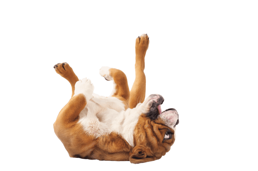 Canidae Bulldog