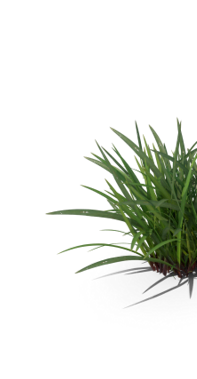 Canidae Grass