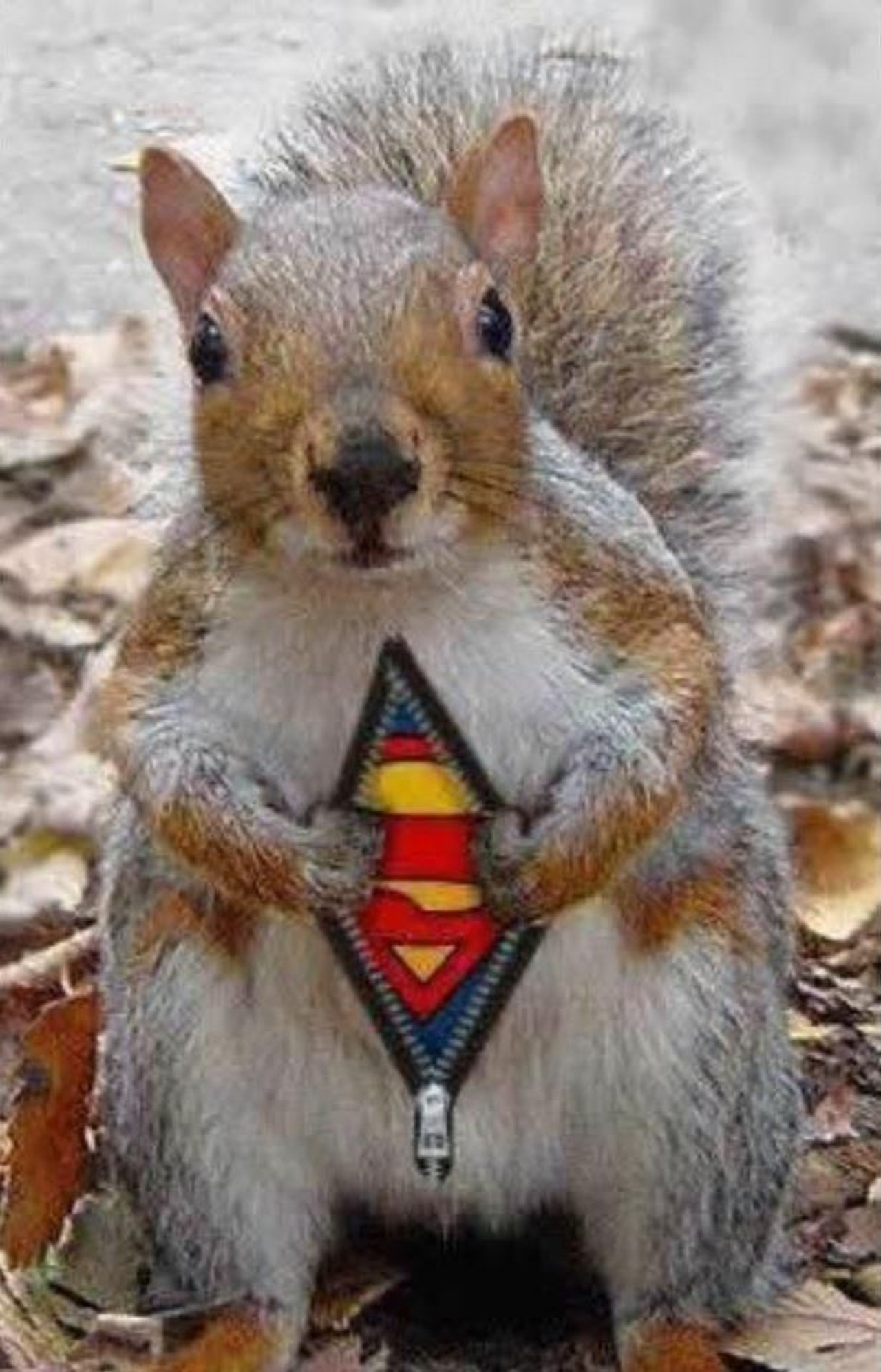 My Emotional Support Squirrel - AllAboutEmu