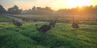 Is There a Future for American Emu Farmers?