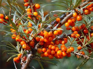 What Is Sea Buckthorn & What Are Its Uses?