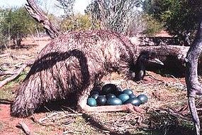 Male Emu Sitting On Nest In Wild