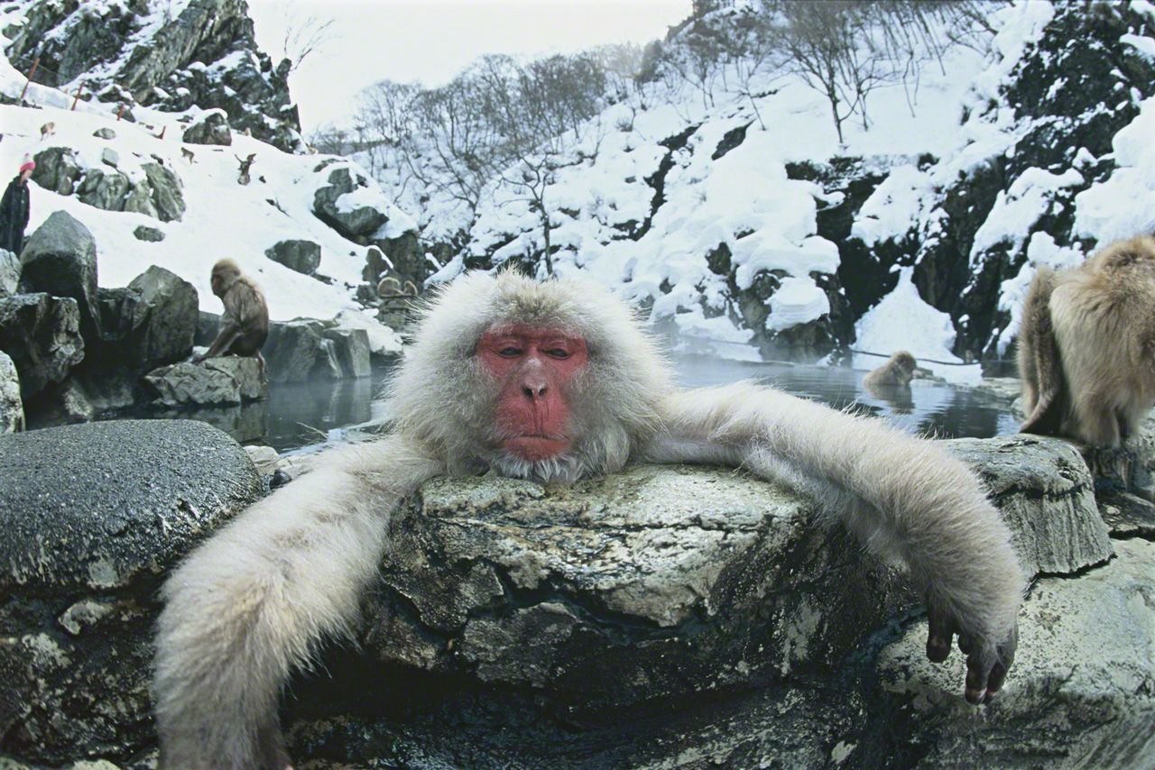 monkey-in-hot-spring.jpg