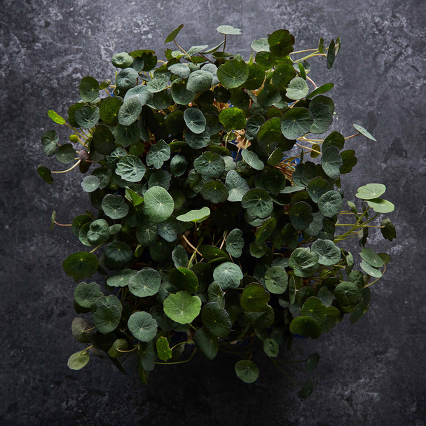 Cress Zorri Koppert (16 Item)