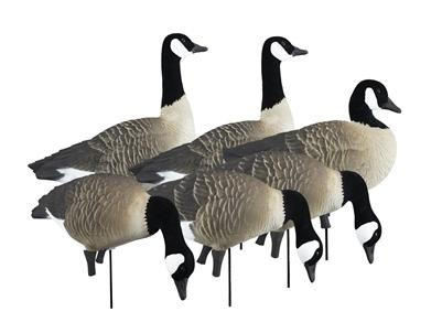 Higdon APEX Canada Goose Full-Body Decoy Pack - 6 Piece Variety