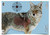 Birchwood Casey 35405 Pregame Coyote Reactive Hanging Paper Rifle Target 16.5"x24" 3 Pack