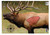 Birchwood Casey 35404 Elk Pregame Paper Shooting Target 16.5" x 24" 3 Count