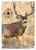 Birchwood Casey 35402 Pregame Mule Deer Paper Target 16.50" x 24" 3 Per Pkg