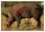 Birchwood Casey 35408 Pregame Boar Paper Target 16.50" x 24" 3 Per Pkg