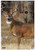 Birchwood Casey 35401 Pregame Deer Paper Hanging Universal 16.50" x 24" 3 Per Pkg