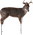 Montana Decoy The Freshman Whitetail Buck Decoy with Ears-Back Posture