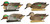 Avian-X AVXAVX8081 Topflight Multi-Color Green-Winged Teal Floating Decoys 6 Pack