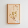 DENTO VOKKO Antique Plant Specimen (Sweden) No.9 with frame