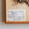 DENTO VOKKO Antique Plant Specimen (Sweden) No.4 with frame