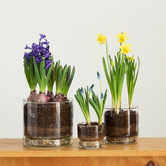 SHESAY Crown Glass Flower Pot with Plate, Straight