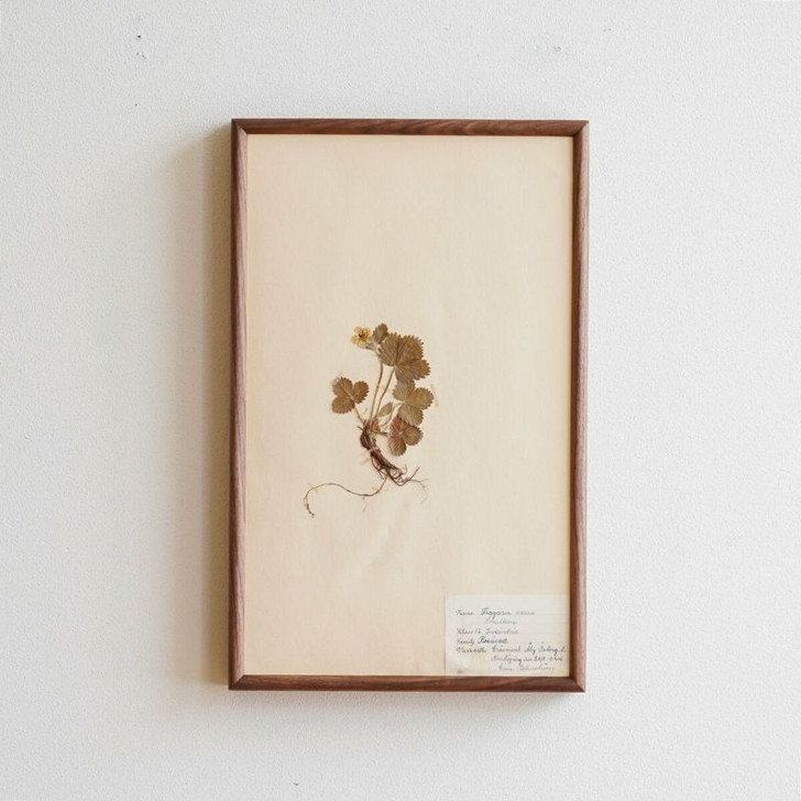 DENTO VOKKO Antique Plant Specimen (Sweden) No.6 with frame