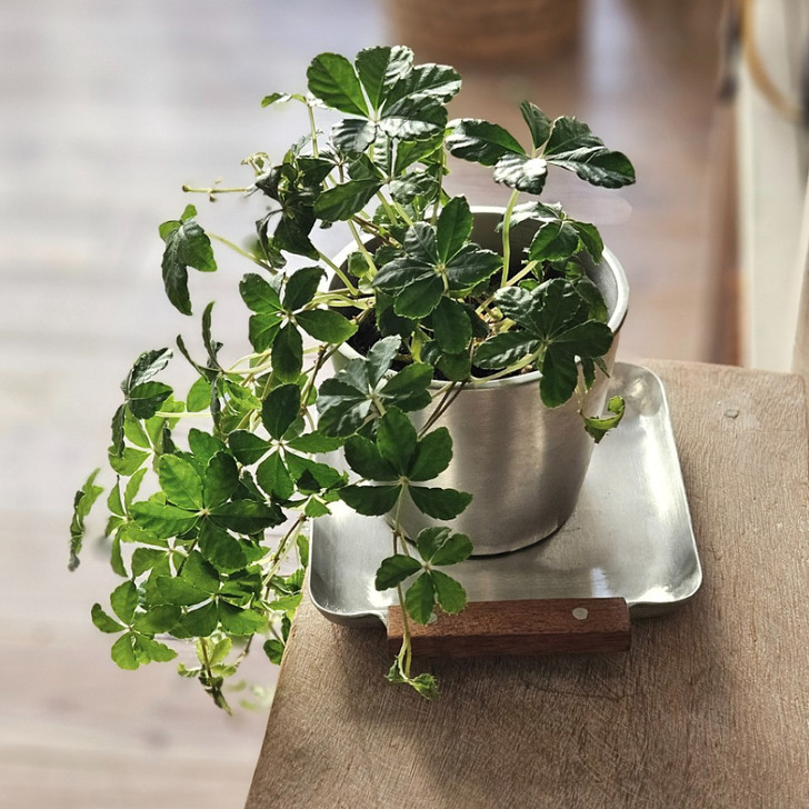 SHESAY Aluminum Mini Tray