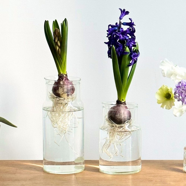 SHESAY Crown Glass Valve Bottle