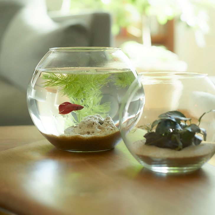 SHESAY Glass Dome Crown Poupin