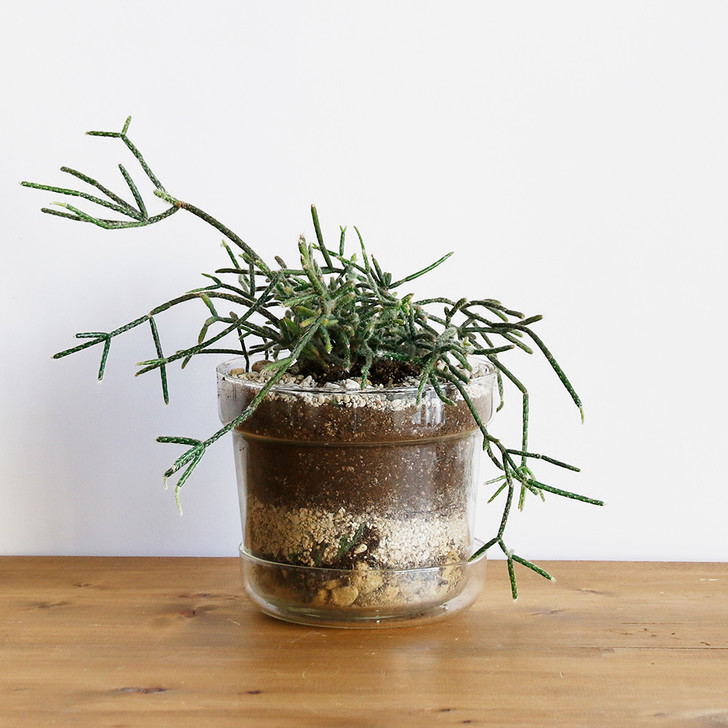 SHESAY Crown Glass Flower Pot with Plate, Tapered