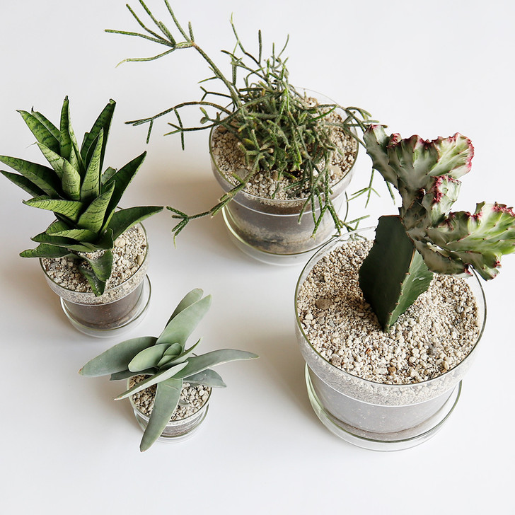 SHESAY Crown Glass Flower Pot with Plate, Tapered