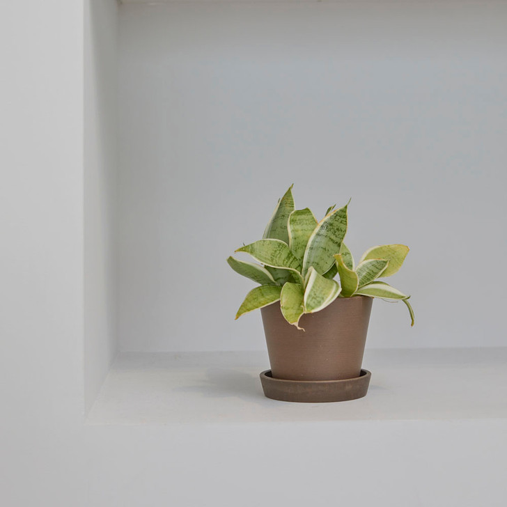 SHESAY Eco-friendly Flower Pot Latale