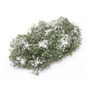 Creeping Phlox, White (CACX12)