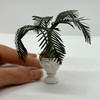 Palm in White Urn (UFN3015) shown with hand for scale