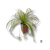 UFN3023 - Spider Plant in Medium Block Pot