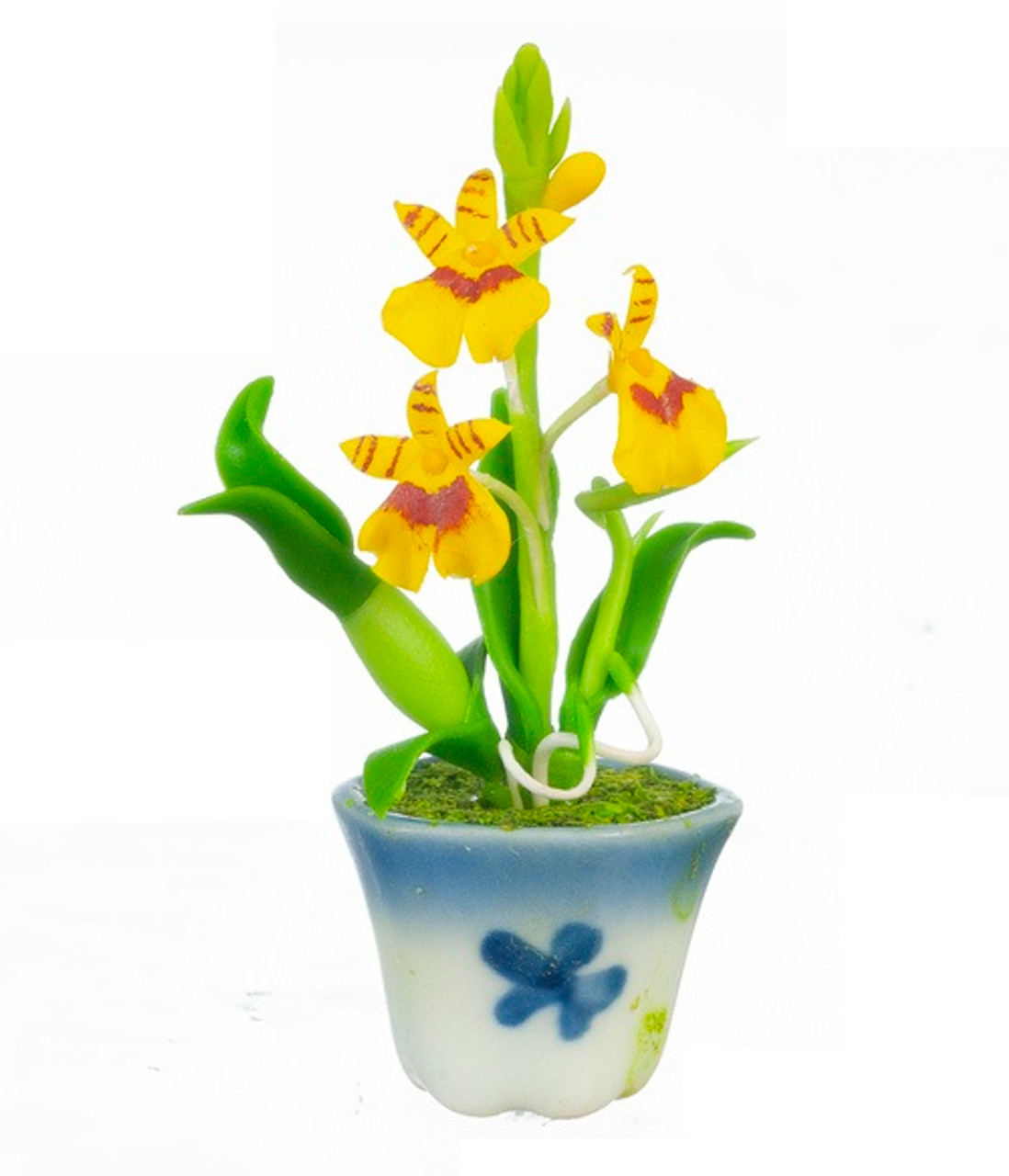 Oncidium Orchid, Yellow (AZG7481)