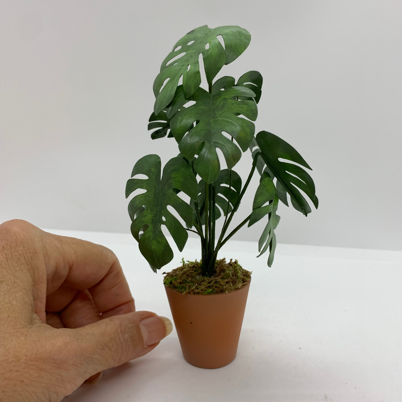 Monstera Plant (UFN3001)