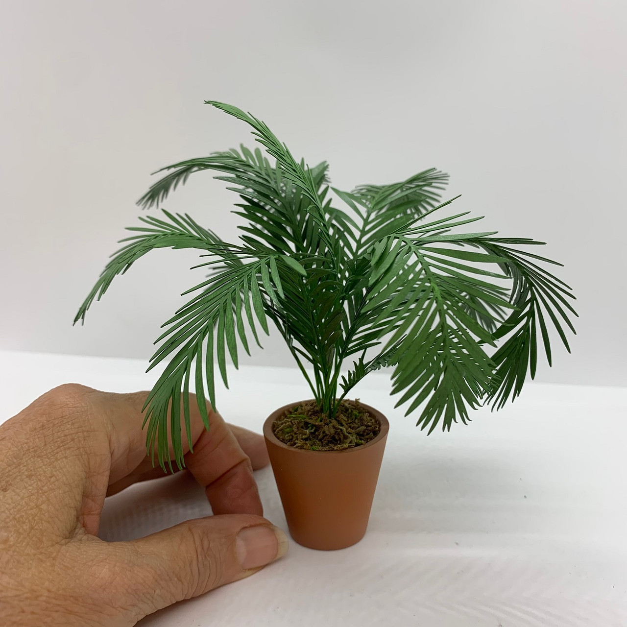 Palm Plant (UFN3002); shown with hand for scale