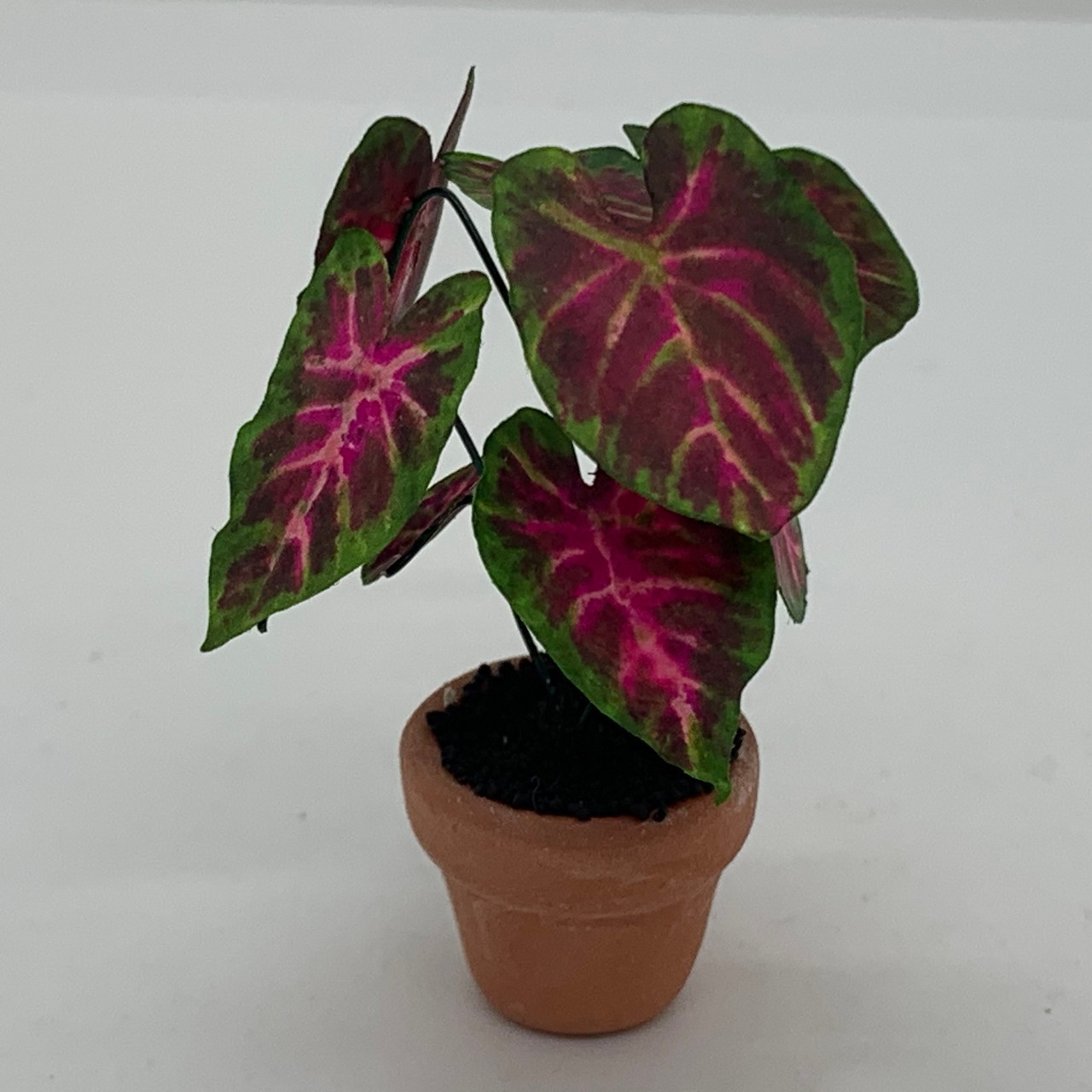 Potted Caladium Plant (UFN3007); another version