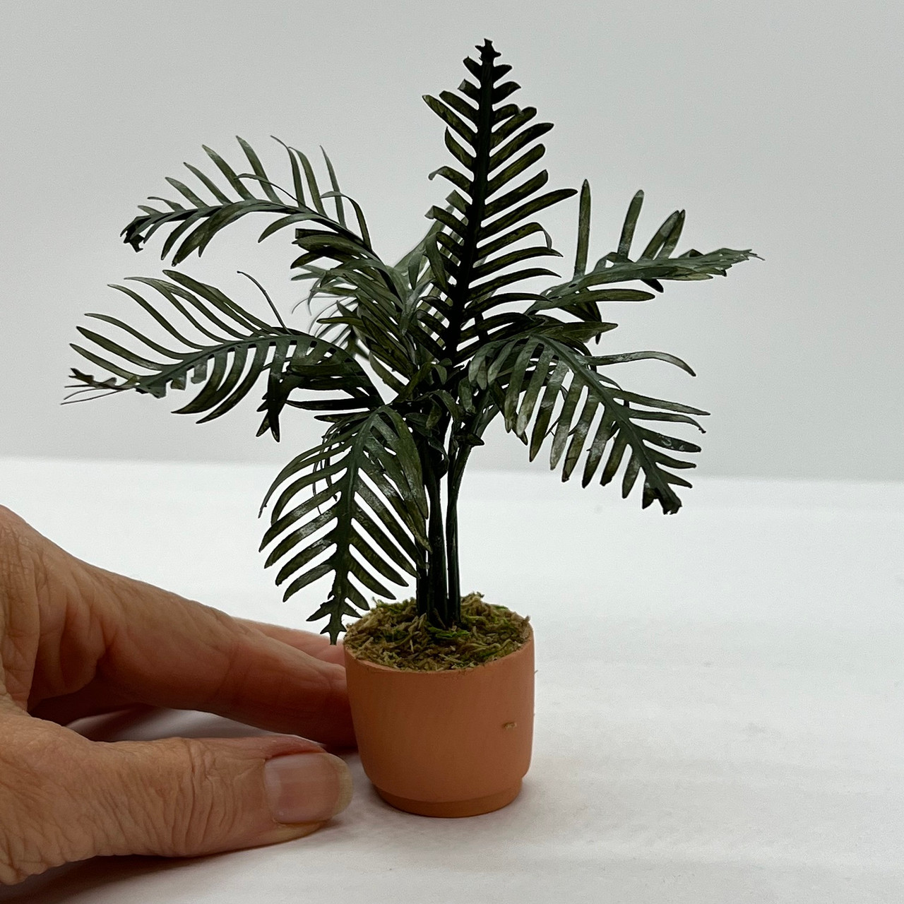 Palm in Large Contemporary Pot (UFN3016) shown with hand for scale